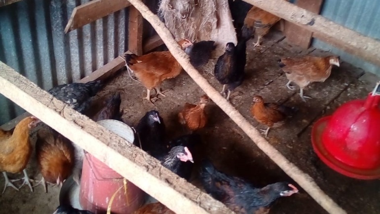 Dairy cow farming & Chicken rearing